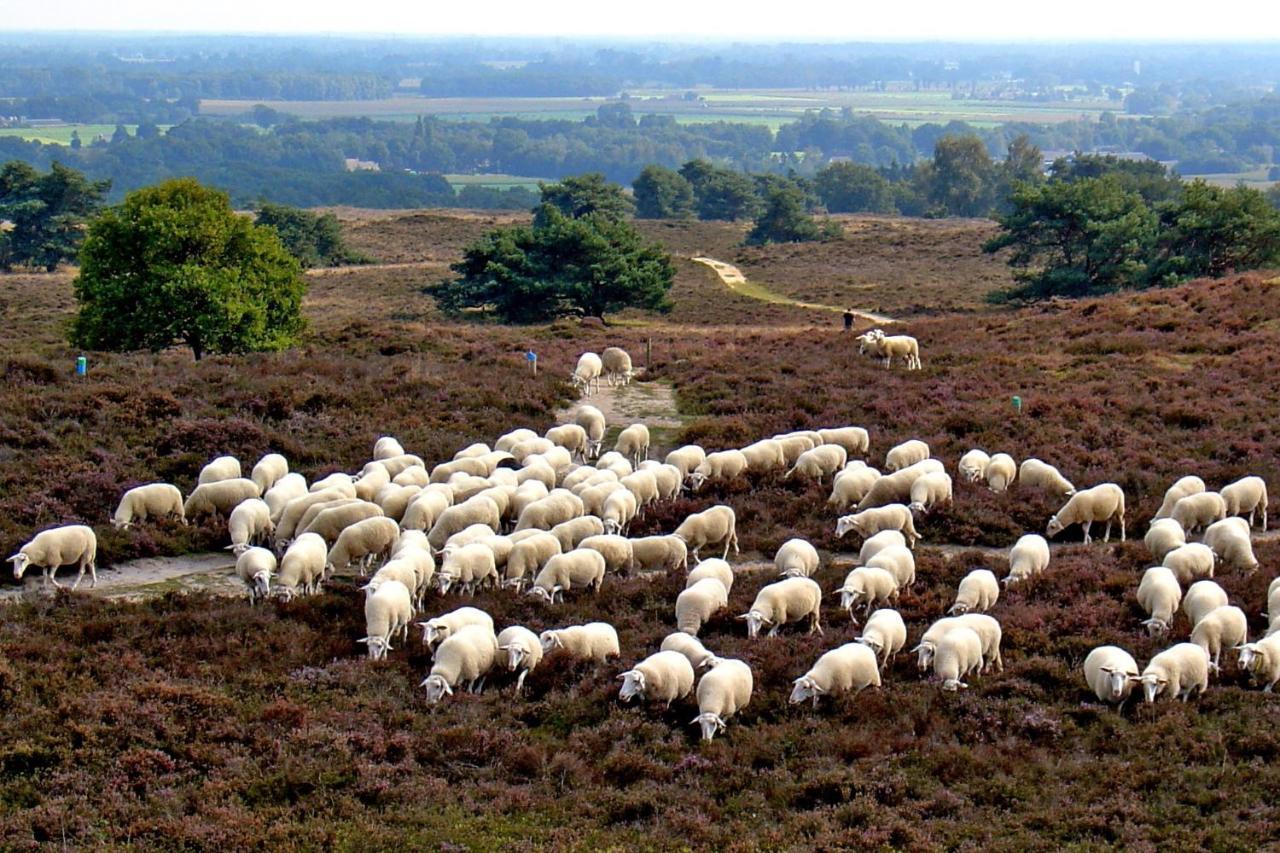 Het Uilennest Bed and Breakfast Exloo Buitenkant foto